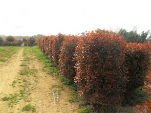 红叶石楠球：价格也让人头疼