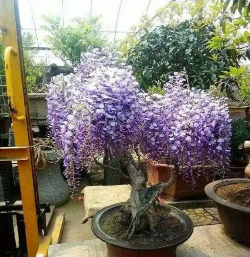 生长季节，多次施肥促生长