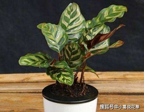 第一步：了解你的植物朋友