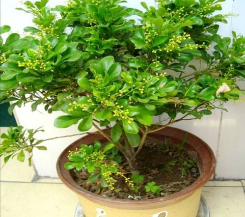 米兰花不开花的原因