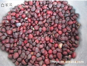 种子播种的关键步骤