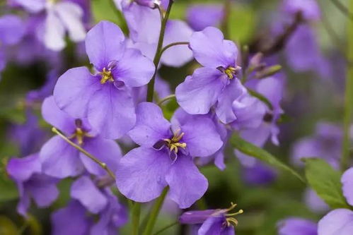 二月兰，野草中的紫色明星