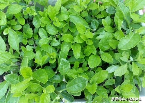 剑花具有清热解毒、凉血散瘀功效，但脾胃虚寒者应慎食