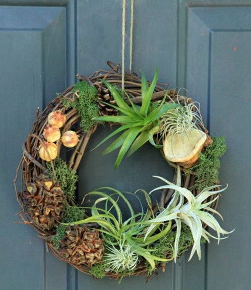 空气凤梨室内养殖方法有哪些？植物空气凤梨养殖管理需要注意哪些细节