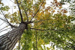 树叶：翠绿如玉，摇曳生姿