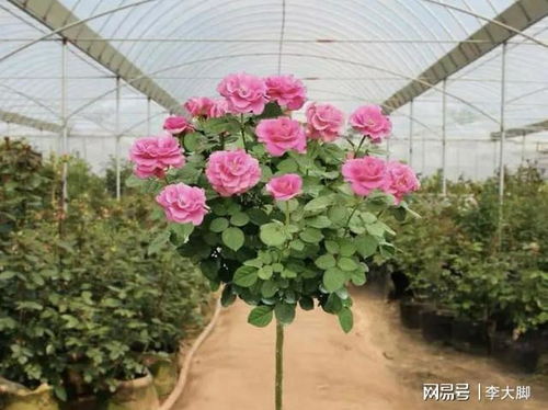 缫丝花——白色的纯洁