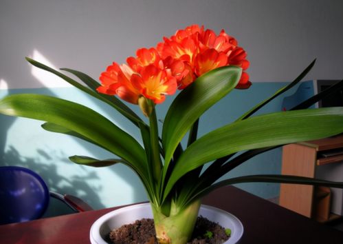 光照篇：遮阳避晒，凉爽为主