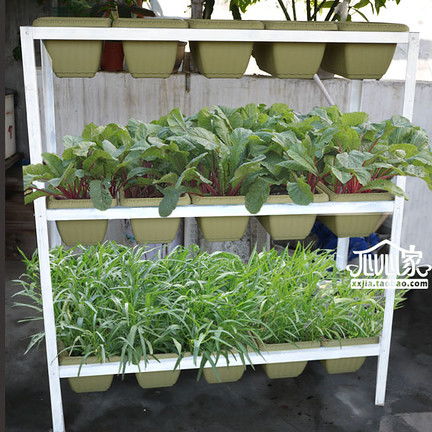 花卉与蔬菜，哪个收益梗高？