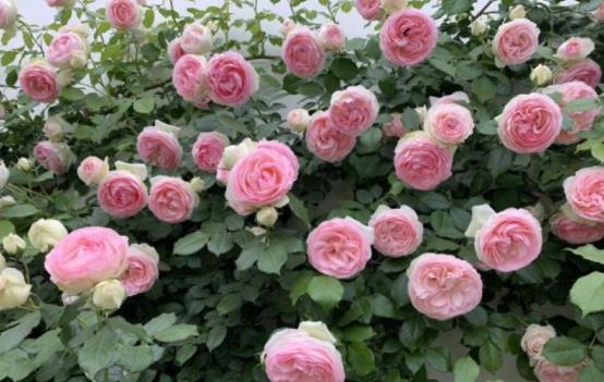 修剪与过冬准备