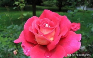 月季花的两种：火和平与古龙月季，哪个才是我的庭院好伙伴？