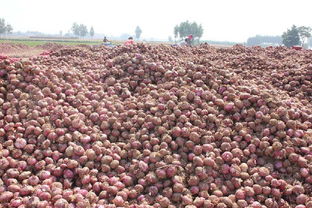 河北老李的种植经验