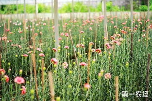 康乃馨常见病害有哪些防治方法？如何有效预防康乃馨病害发生