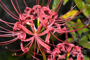 春季种植，还是秋季种植彼岸花geng佳？