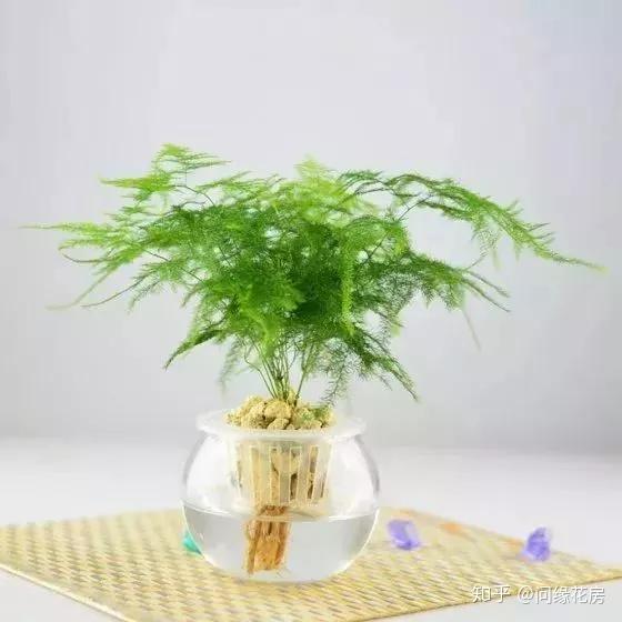 办公室绿植养护指南