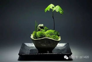 冬季养护花叶芋，如何保持温暖和湿度