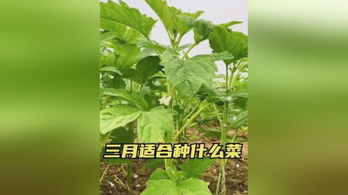 二月份种什么蔬菜？这几种耐寒蔬菜长得快