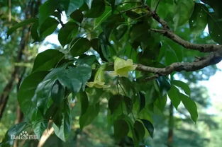 幸福树的温馨家园