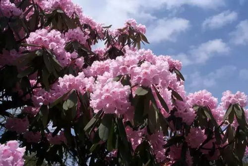 黄山市花杜鹃花，花开山间