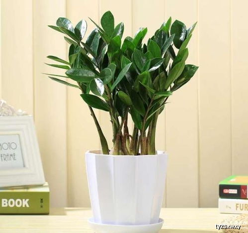 金钱树叶子发黄，原来是这些原因啊！