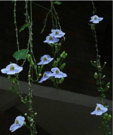 鼠尾掌， 垂盆生长的仙人掌类植物