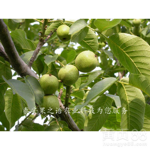 提升花卉品质：荔枝幼年结果树栽培与管理技术全攻略