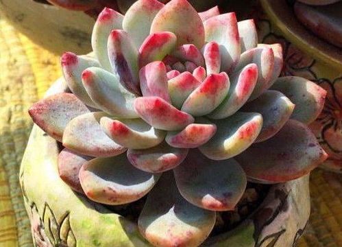 多肉叶子皱了怎么办？是浇水过多还是光照不足