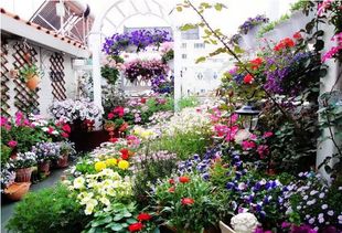 桂花：秋天的芬芳