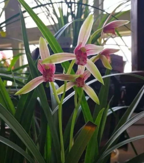 吊兰花怎么养才能花开爆盆？