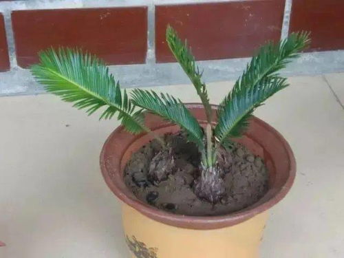 江南好风光，植物生长俏