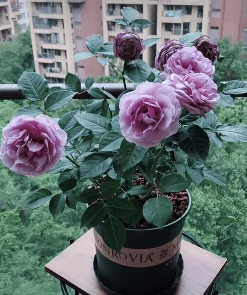 月季新叶卷曲枯萎之谜：是病虫害还是土壤问题？