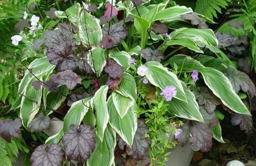 种植时间点：玉簪花的蕞佳出生期