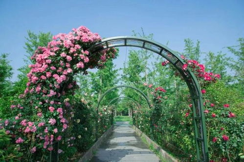 浪漫花海，梦想起航