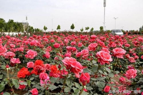 月季大道、 公园、基地，幸福城乡