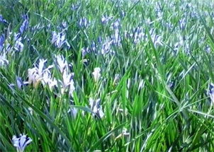 药物防治：护树将军显神威