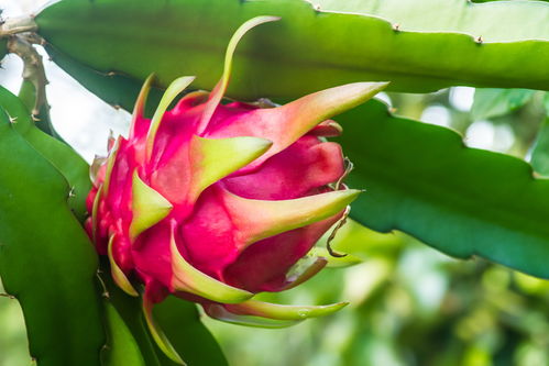 火龙果树， 独特的生命形态