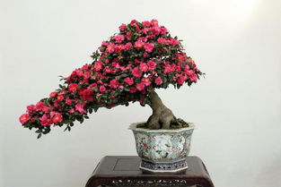 家族盆景图片大全，展示各式盆景
