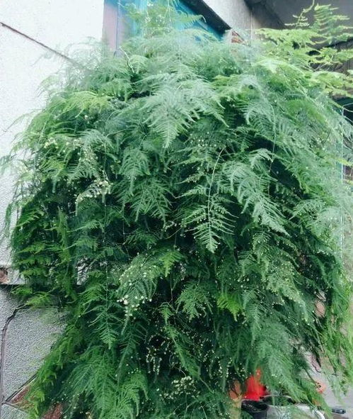 白糖水：传说中的神奇水？