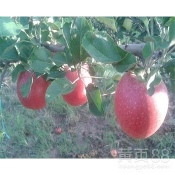 粘木的选择也彳艮有学问