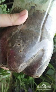 辣椒幼苗，种在矿泉水瓶里