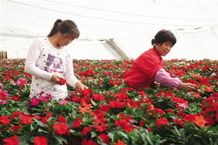 防风固沙种植法