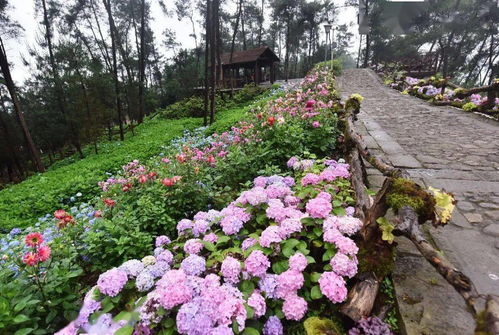 其他常见花卉：野菊花、 翠菊、欧洲红莓薯等