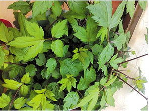 春季除草药的Zui佳时机揭秘