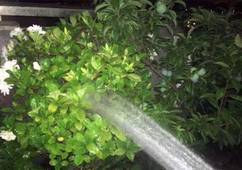 月季花叶子黑斑病和红蜘蛛的烦恼，怎么破？