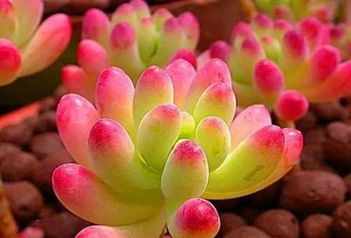 黄丽：蜡质叶片， 防护甲般的坚韧