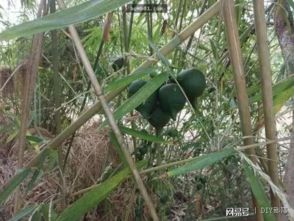 木瓜根系发达，为什么开花却如此困难