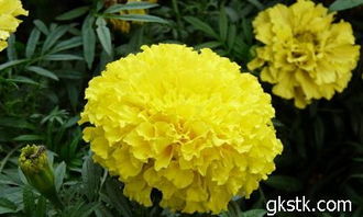 遵义夏季黄花植物种植的难题解析