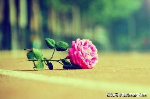 荼蘼花开，谁解其中情