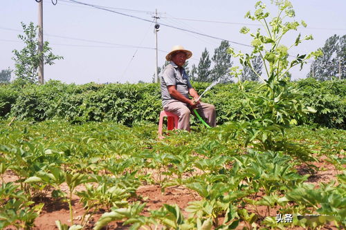 老话说“处暑种白芷， 秋分正当时”可不是瞎咧咧