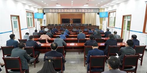 陕西省长安排条锈病防控， 多措并举保丰收