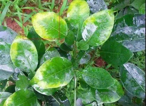 防治要点：记牢这些小窍门